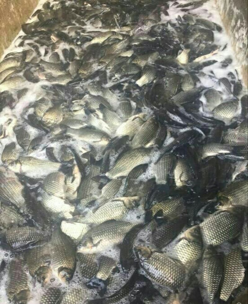 彭泽鲫