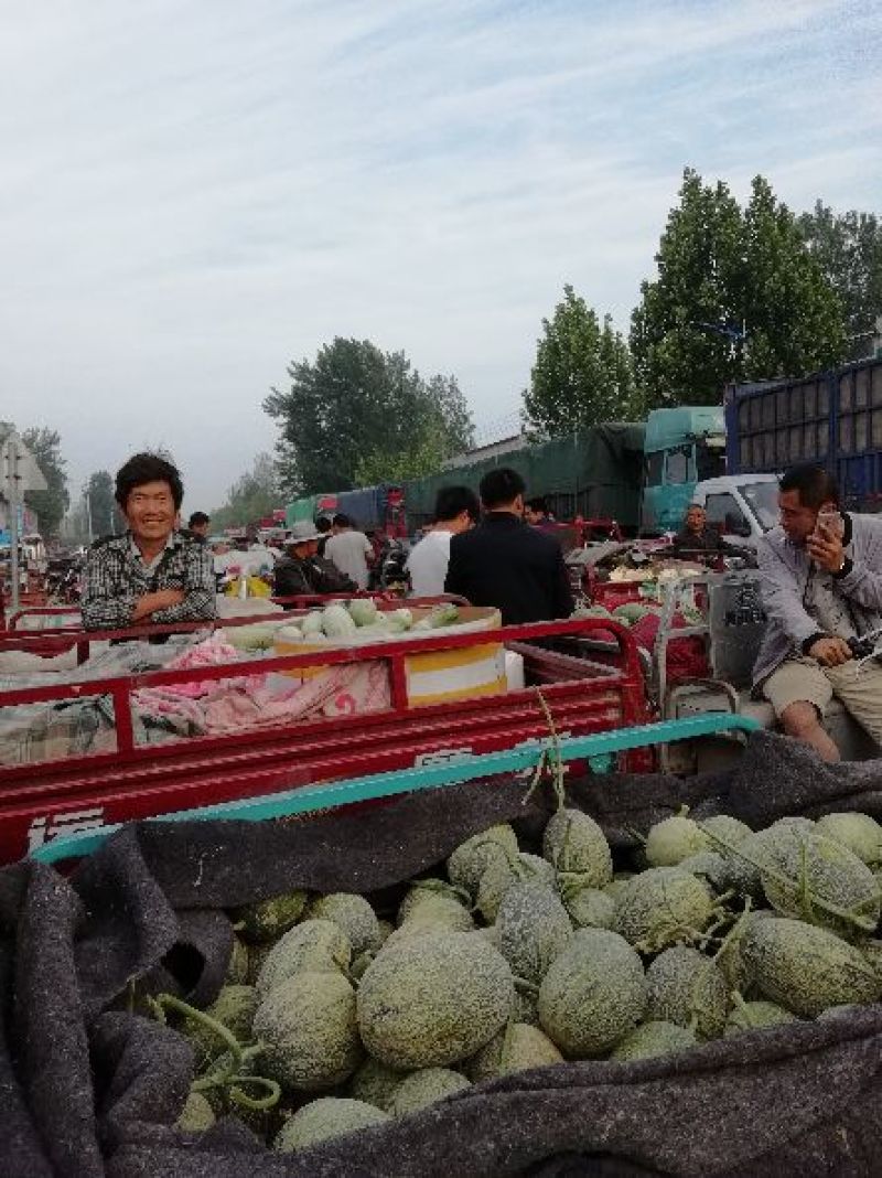 哈密瓜精品西州蜜小蜜25哈密瓜