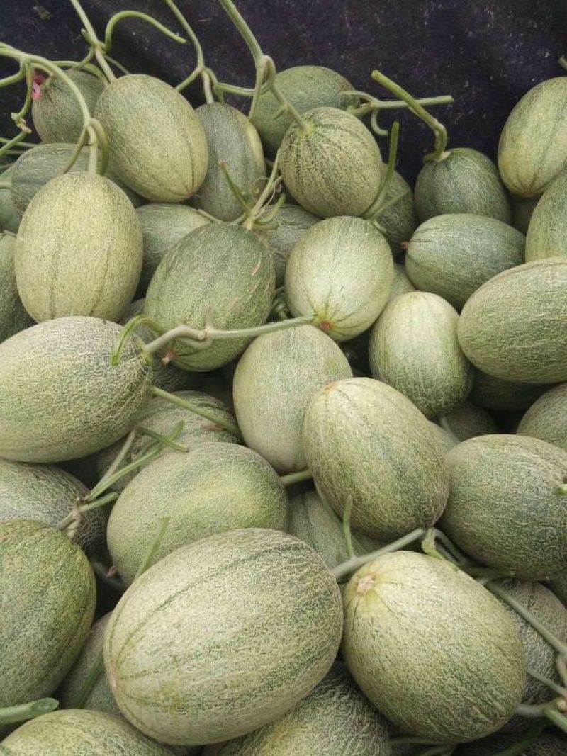 哈密瓜精品西州蜜小蜜25哈密瓜