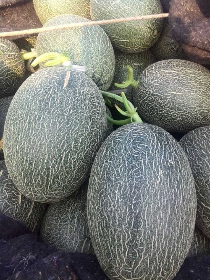 哈密瓜精品西州蜜小蜜25哈密瓜