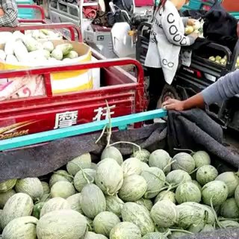 哈密瓜精品西州蜜小蜜25哈密瓜