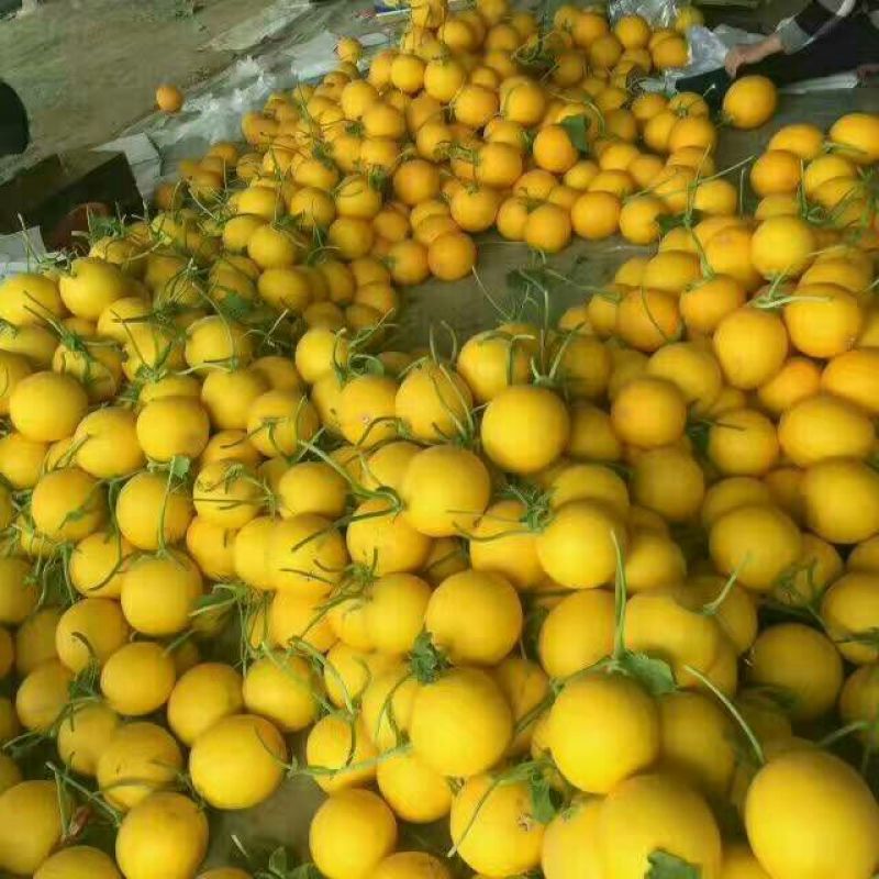 香瓜.甜瓜.中国香瓜之乡.燕店