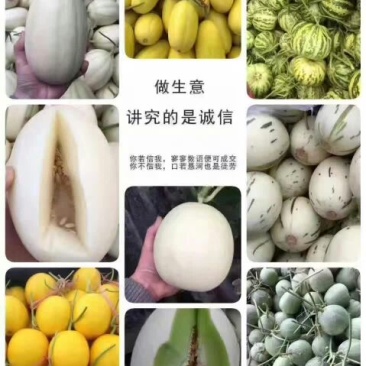 香瓜.甜瓜.中国香瓜之乡.燕店
