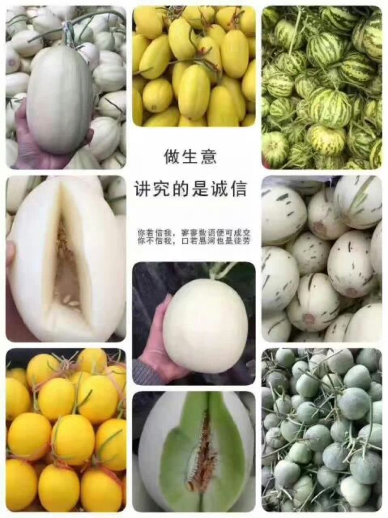 香瓜.甜瓜.中国香瓜之乡.燕店