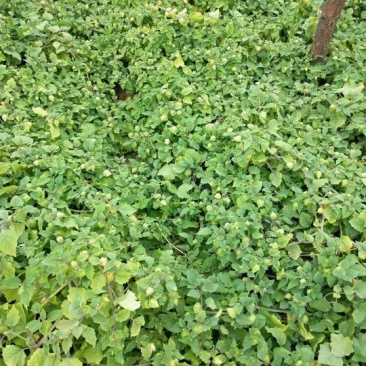 菇茑