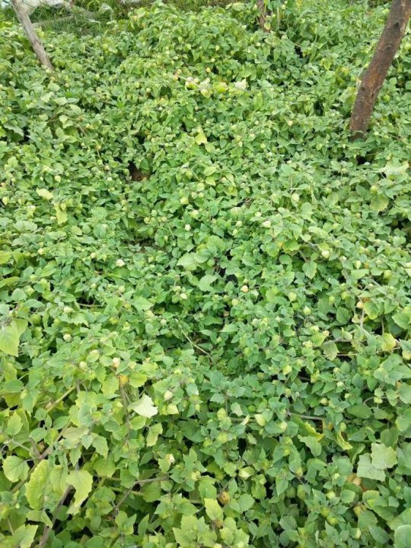 菇茑