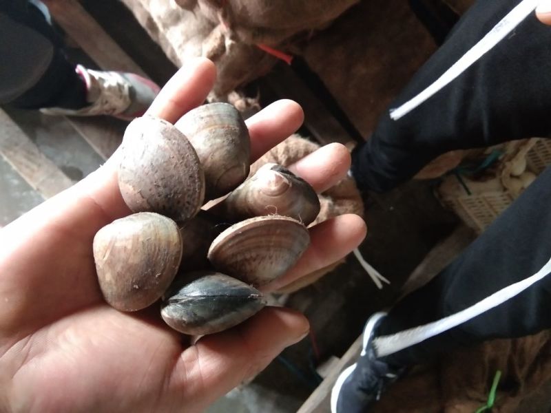 文革批发