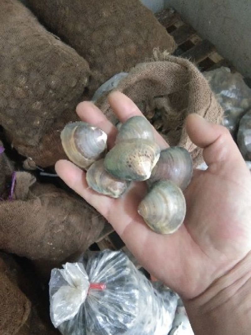 文革批发