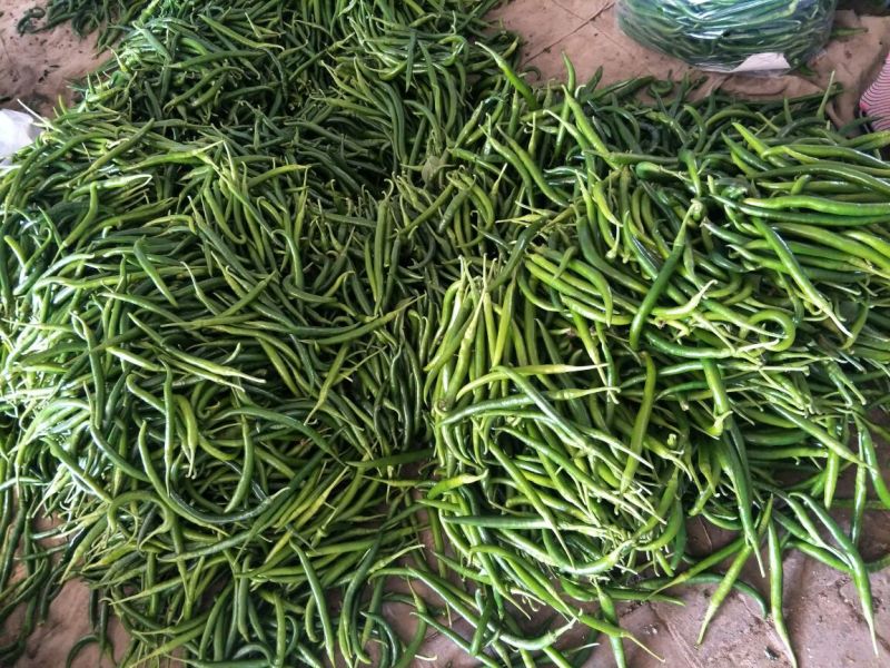 鲜辣椒质量好，量大