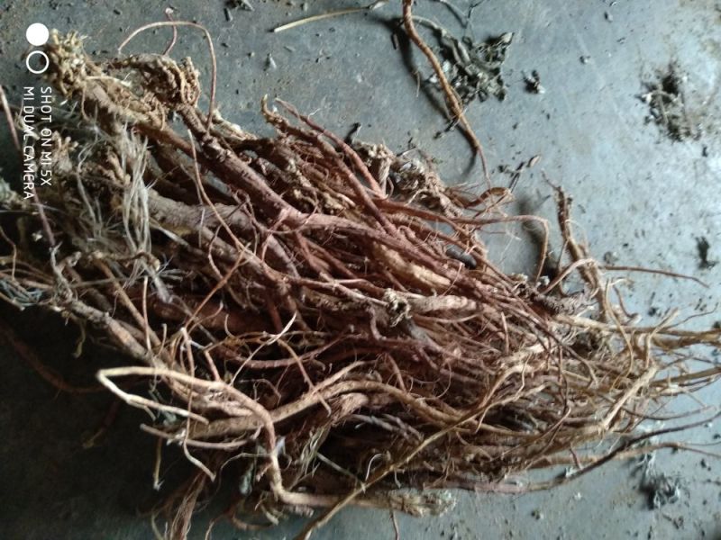 地丁根：野生批发零售又名罗地丁无硫一手货源自然风干！！