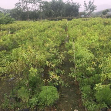 沉香木檀香树苗