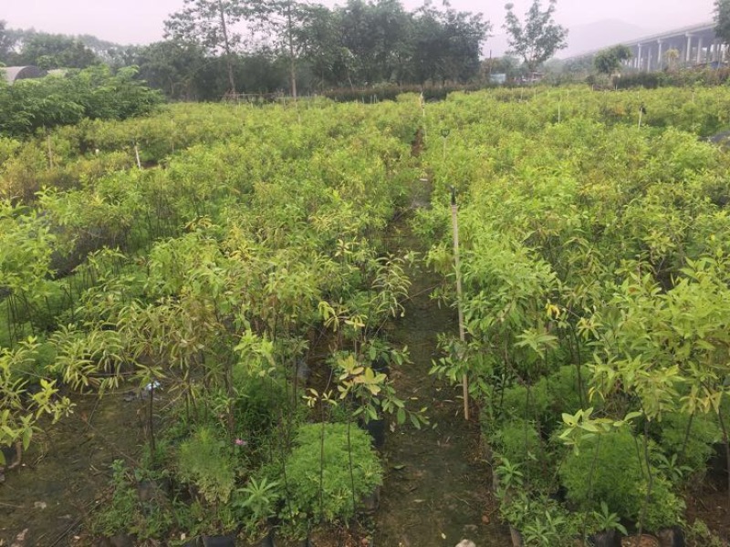 沉香木檀香树苗