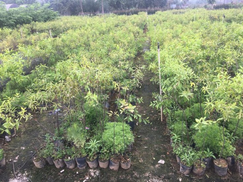 沉香木檀香树苗