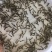 胭脂鱼苗，大量批发，欢迎订购。。。。。。