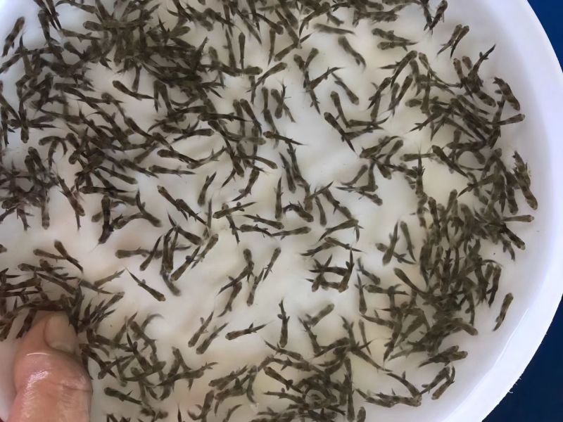 胭脂鱼苗，大量批发，欢迎订购。。。。。。