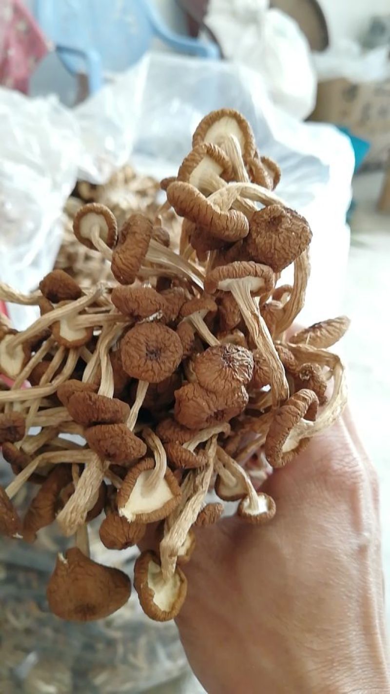 江西广昌茶树菇剪脚扎把3号无包心产地直销一件代发批发