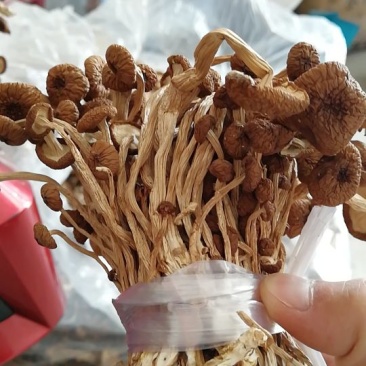 江西广昌茶树菇剪脚扎把3号无包心产地直销一件代发批发