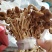 江西广昌茶树菇剪脚扎把3号无包心产地直销一件代发批发