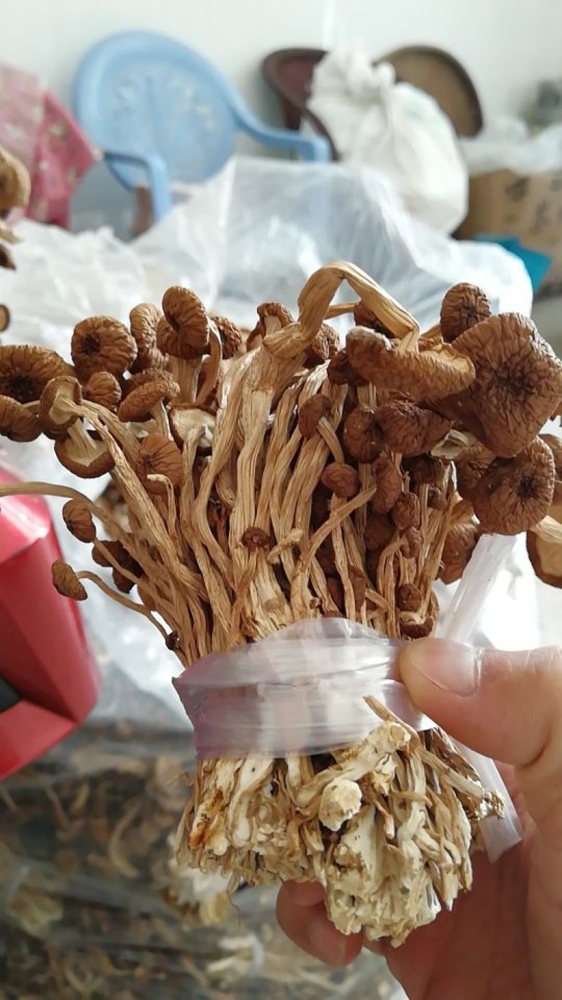 江西广昌茶树菇剪脚扎把3号无包心产地直销一件代发批发