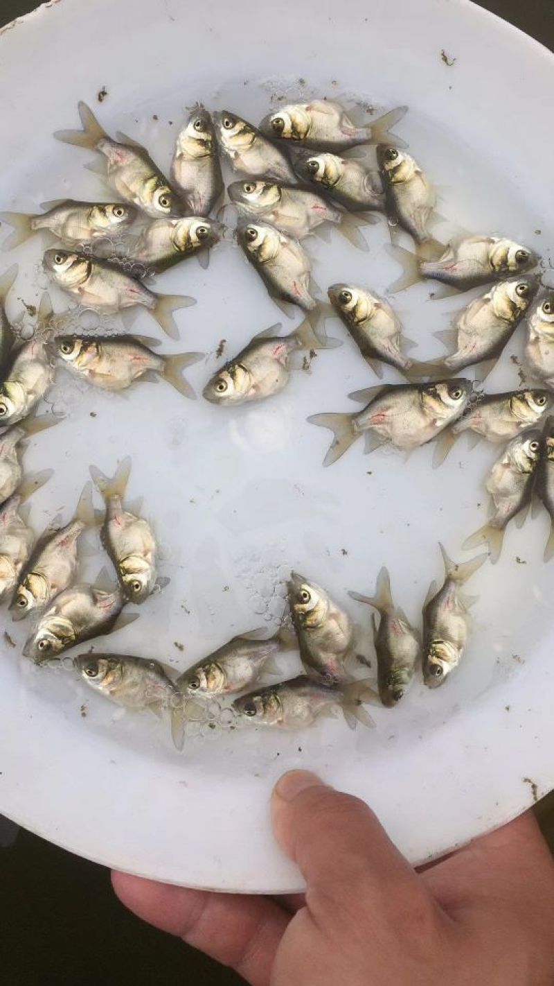 缩骨大头鱼苗，大量批发，欢迎订购。。。。