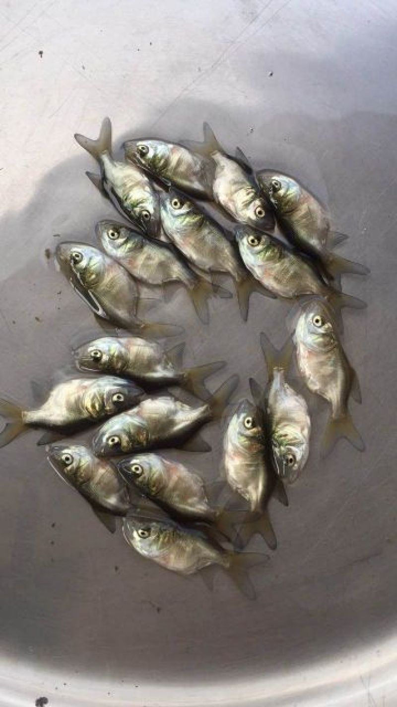 缩骨大头鱼苗，大量批发，欢迎订购。。。。
