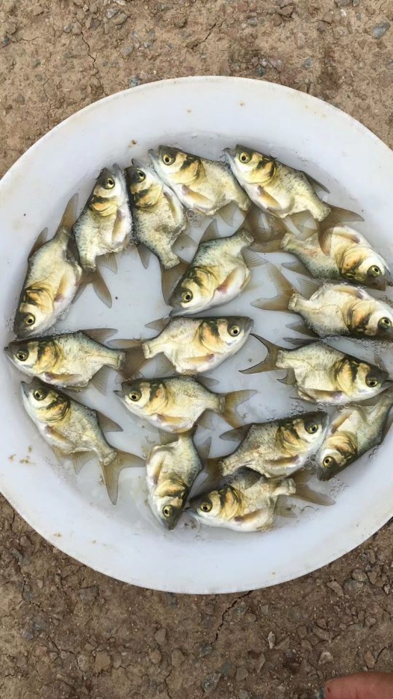 缩骨大头鱼苗，大量批发，欢迎订购。。。。