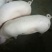 重庆荣昌猪儿，正宗的荣昌猪仔。眼镜母猪。太湖母猪，苏太母
