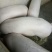 重庆荣昌猪儿，正宗的荣昌猪仔。眼镜母猪。太湖母猪，苏太母