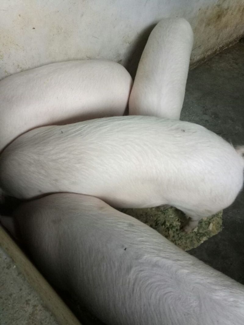 重庆荣昌猪儿，正宗的荣昌猪仔。眼镜母猪。太湖母猪，苏太母