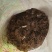 大量供应野生货源，价格优惠需要私聊