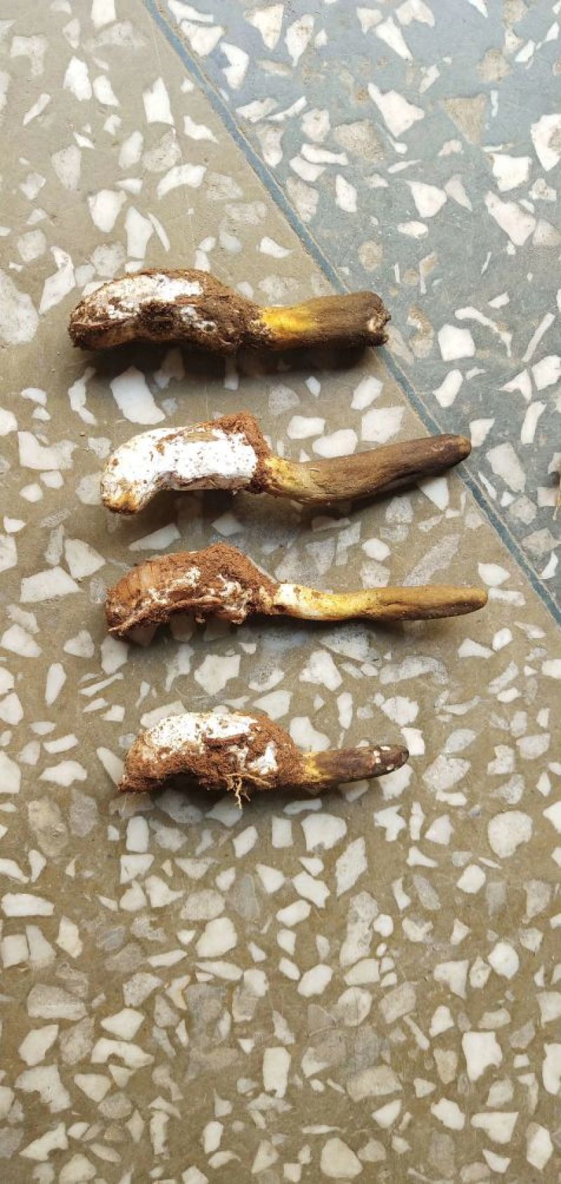 大量供应野生货源，价格优惠需要私聊