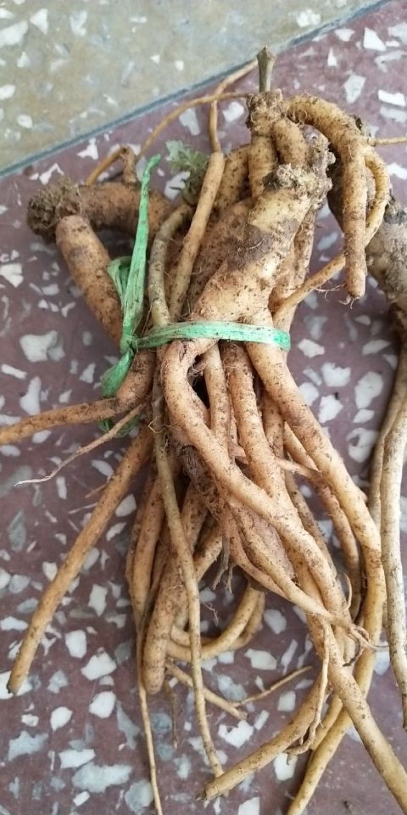 大量供应野生货源，价格优惠需要私聊