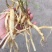 大量供应野生货源，价格优惠需要私聊
