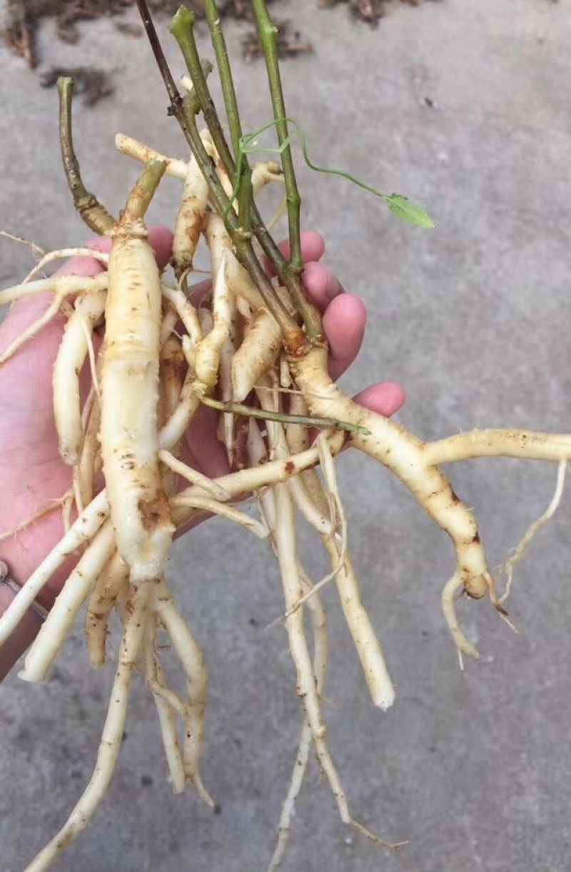 大量供应野生货源，价格优惠需要私聊