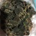 大量供应野生货源，价格优惠需要私聊