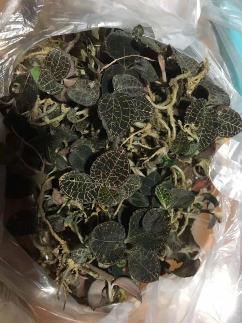 大量供应野生货源，价格优惠需要私聊