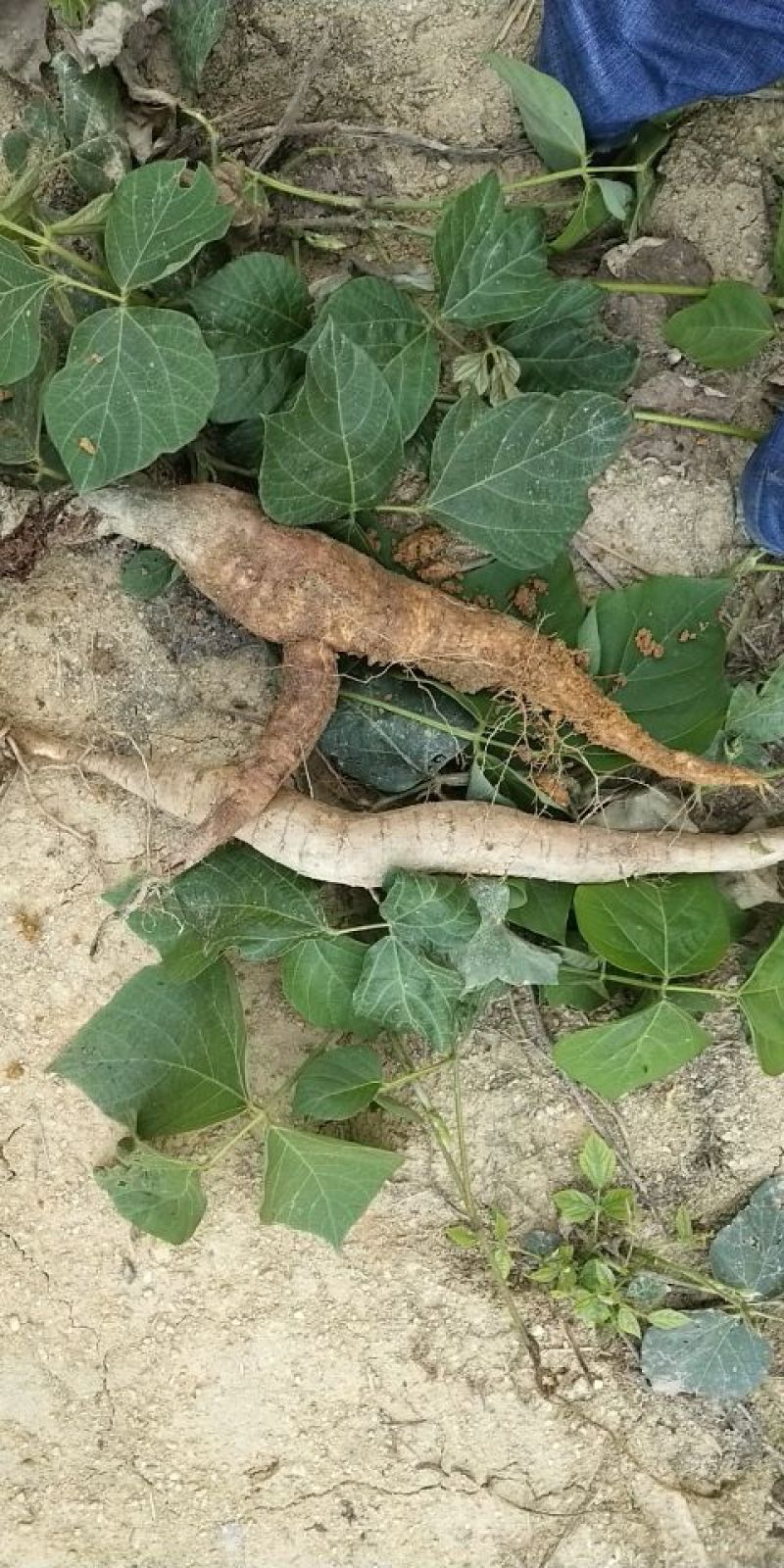 大量供应野生货源，价格优惠需要私聊