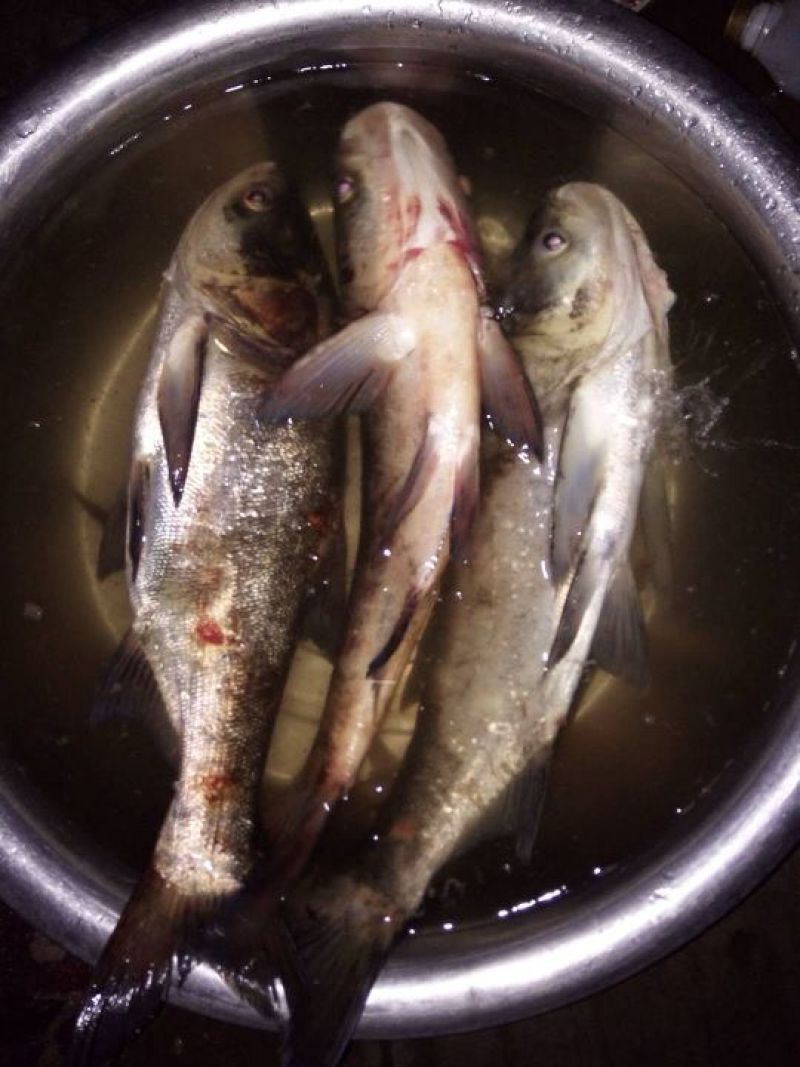 花鲢鱼，白鲢鱼，鲤鱼鲫鱼