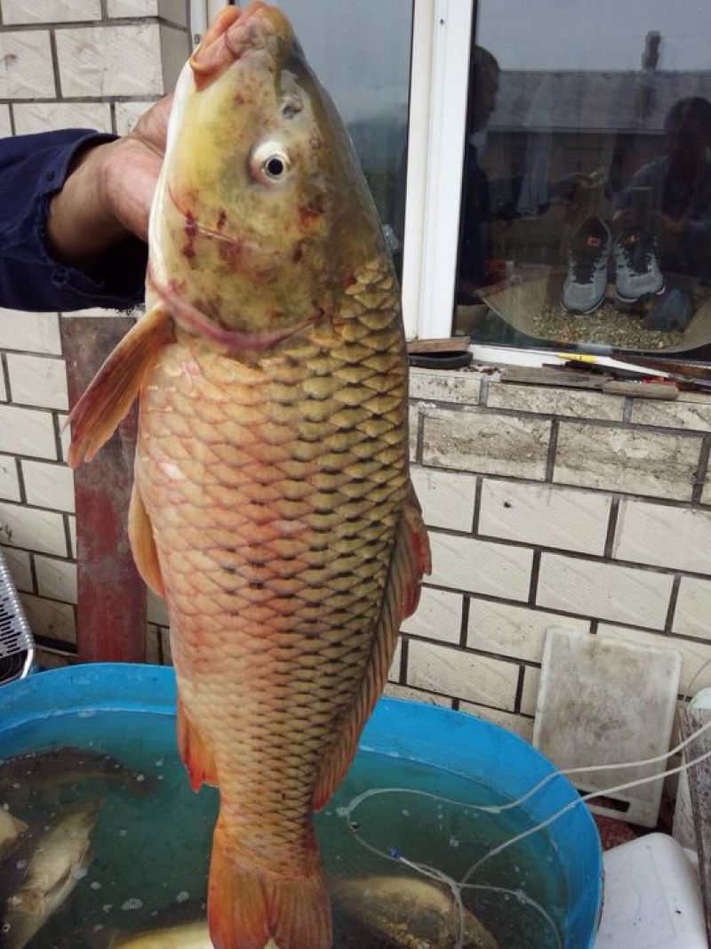 花鲢鱼，白鲢鱼，鲤鱼鲫鱼