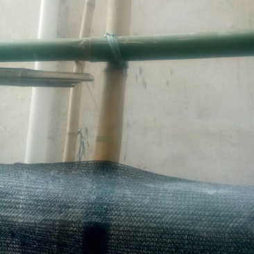 竹子7~8m建筑搭棚排栅竹