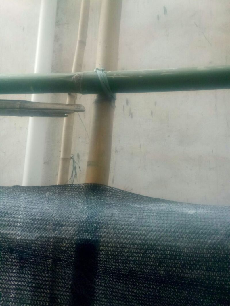 竹子7~8m建筑搭棚排栅竹