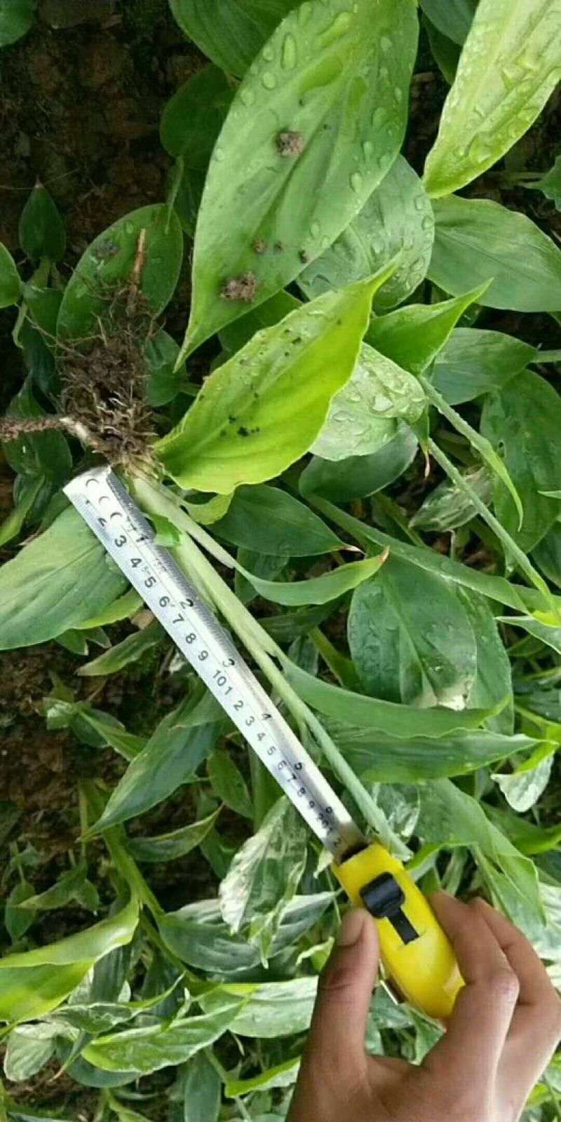 草果苗子。15-30公分以上的。