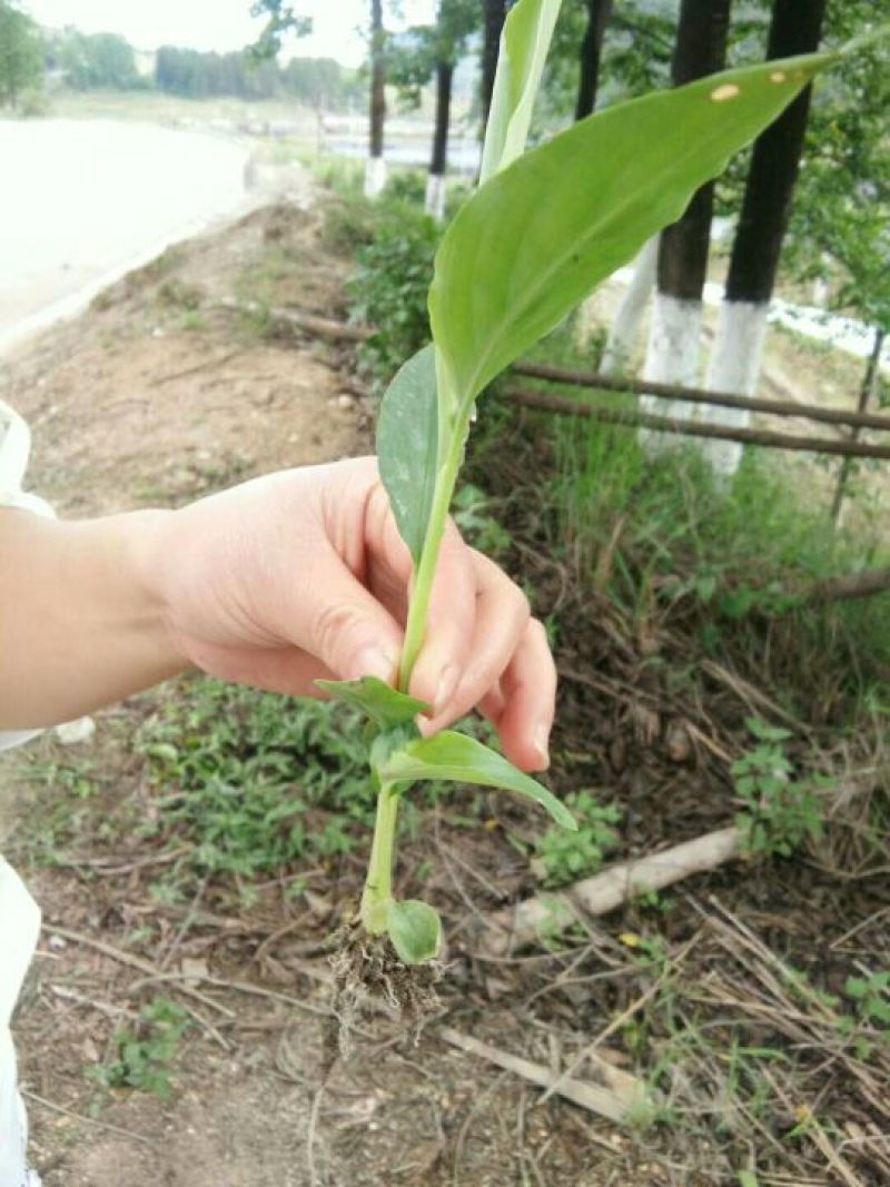 草果苗子。15-30公分以上的。