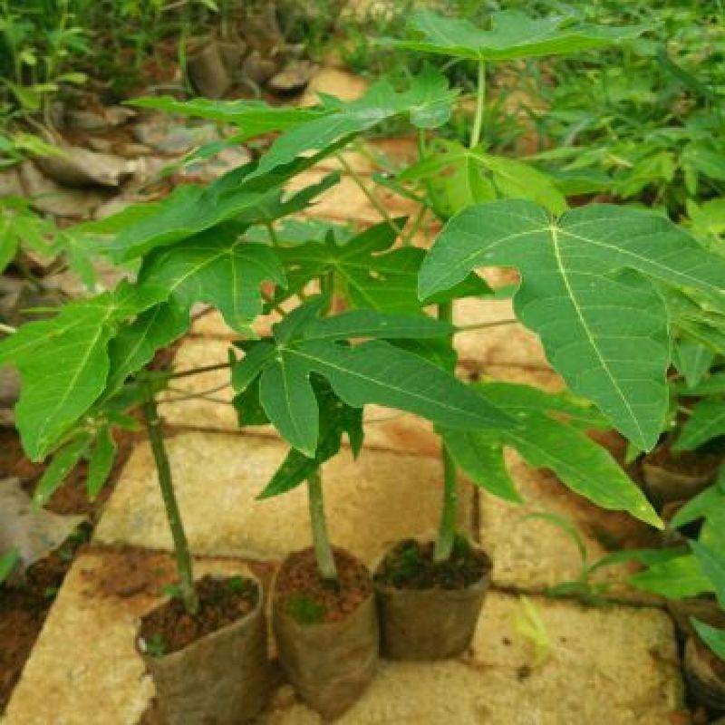 包邮红铃木瓜苗大白木瓜苗水果木瓜苗大青木瓜苗