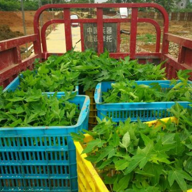 包邮红铃木瓜苗大白木瓜苗水果木瓜苗大青木瓜苗