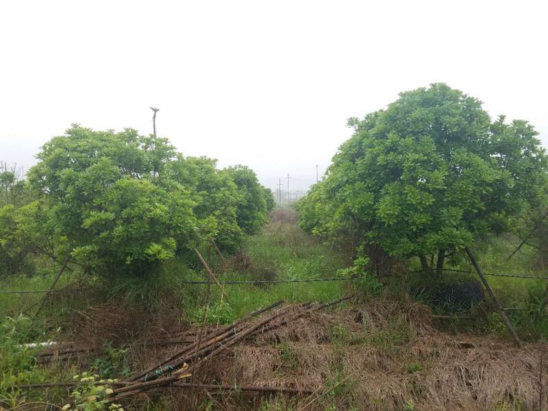 桂花，杨梅