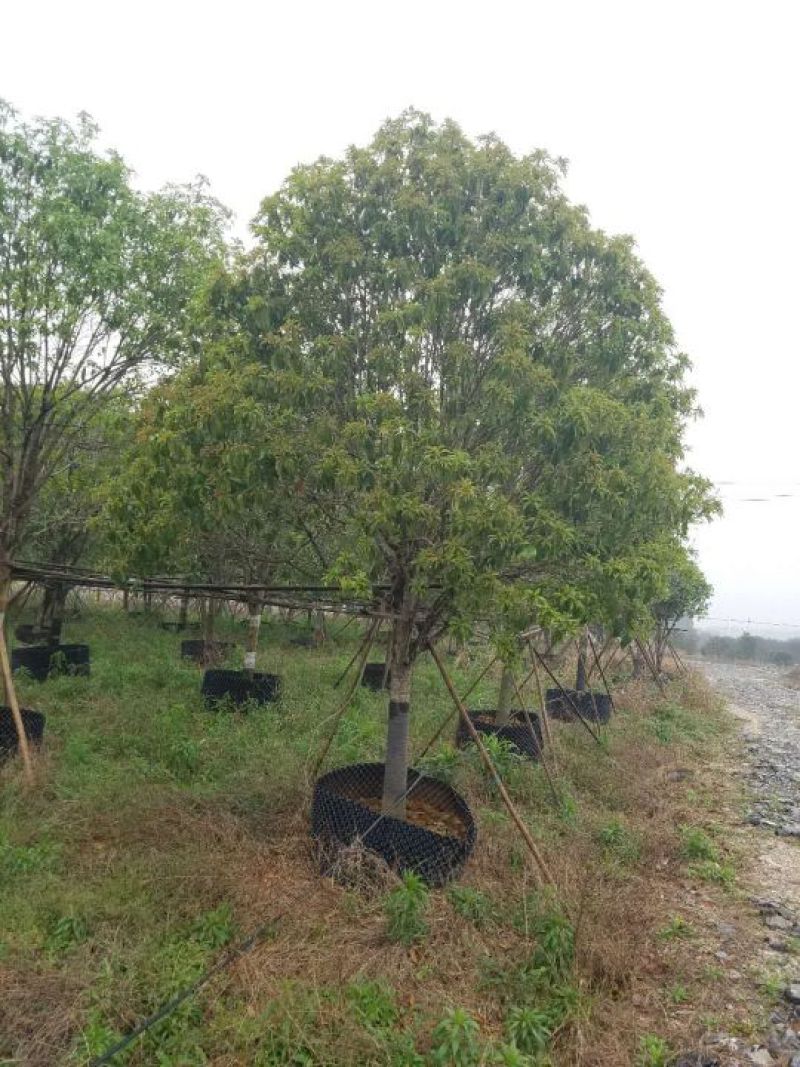 桂花，杨梅