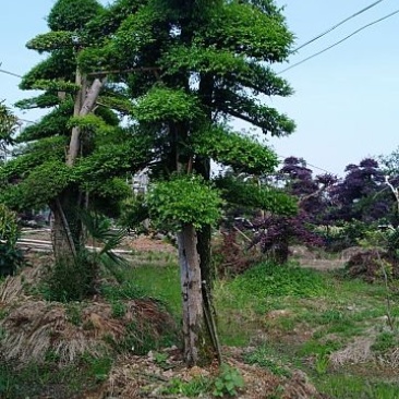 小叶女桢桩