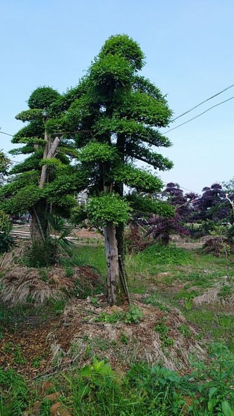 小叶女桢桩