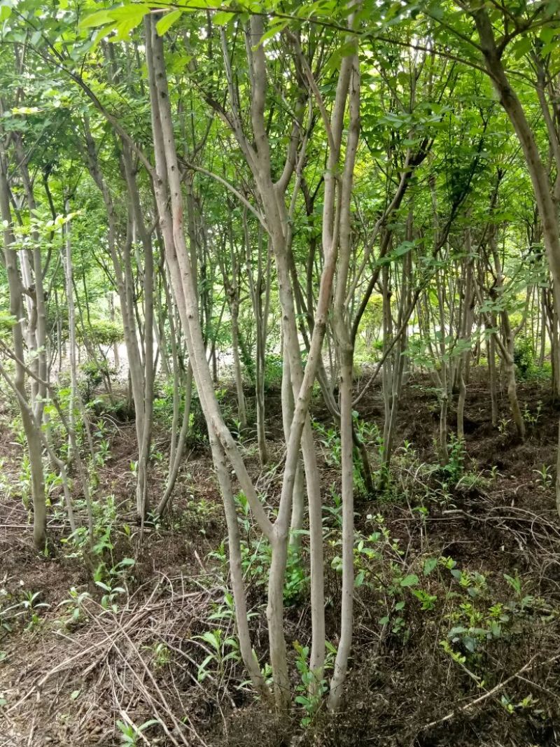 紫薇丛生紫薇3一5分枝